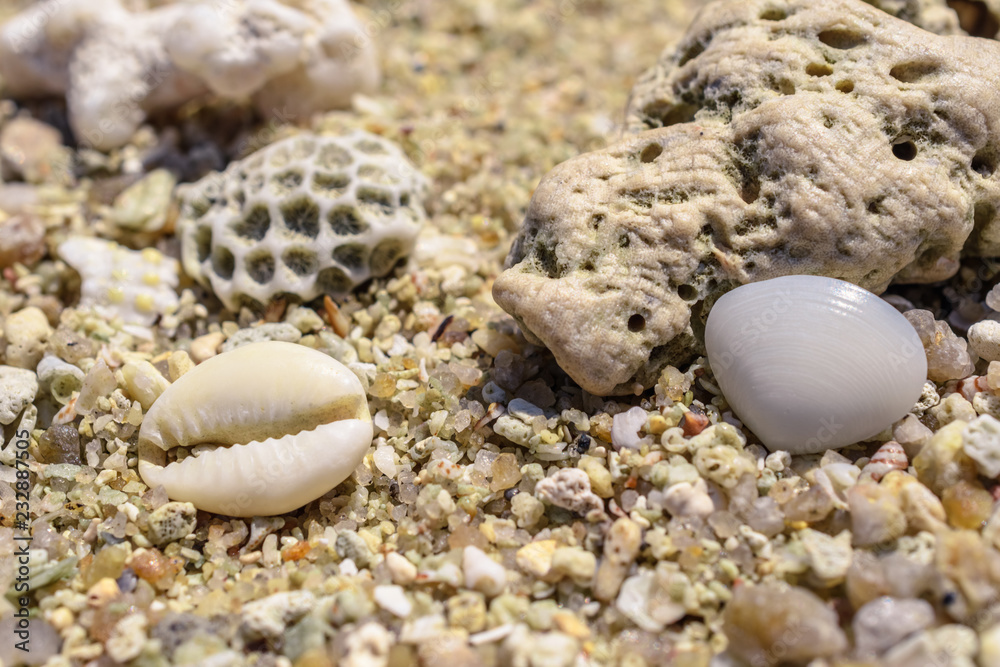 Macro pattern from pieces of sinks and corals on the beach Macro pattern from pieces of sinks and corals on the beach