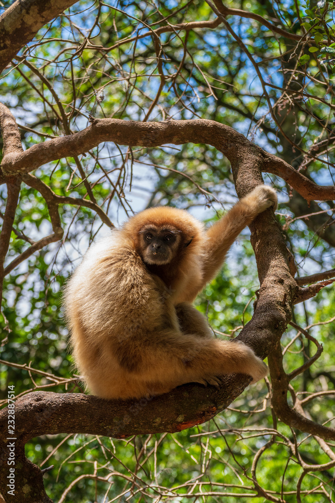 Naklejka premium Gibbon in the Monkeyland Primate Sanctuary