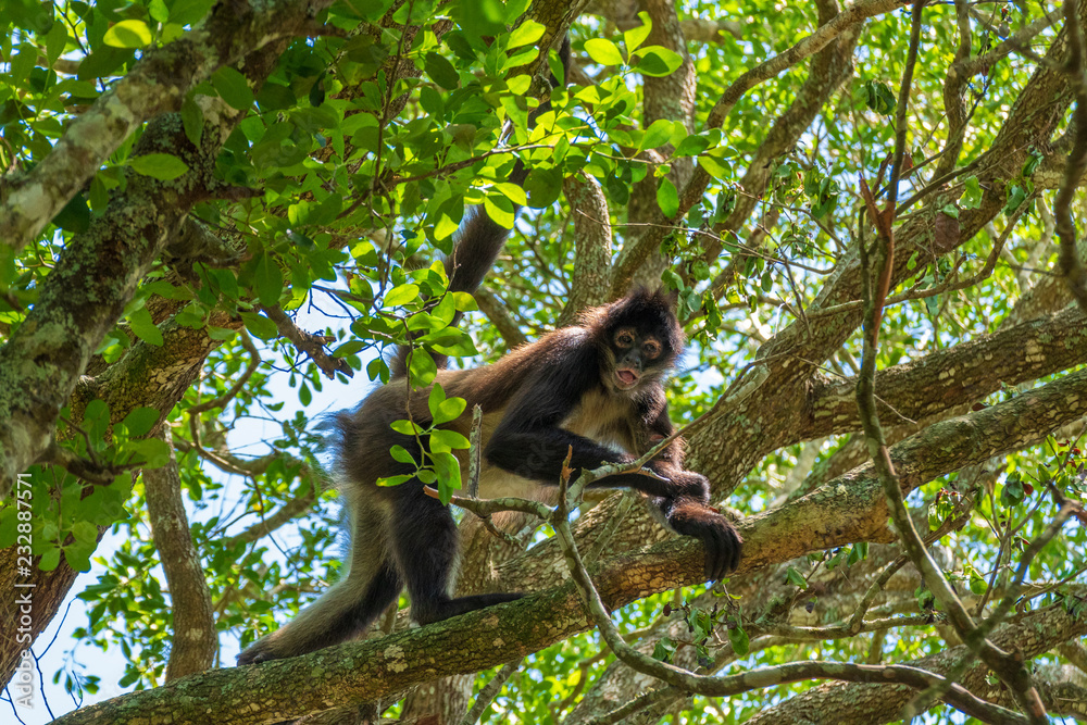 Naklejka premium Spidermonkey in the Monkeyland Primate Sanctuary