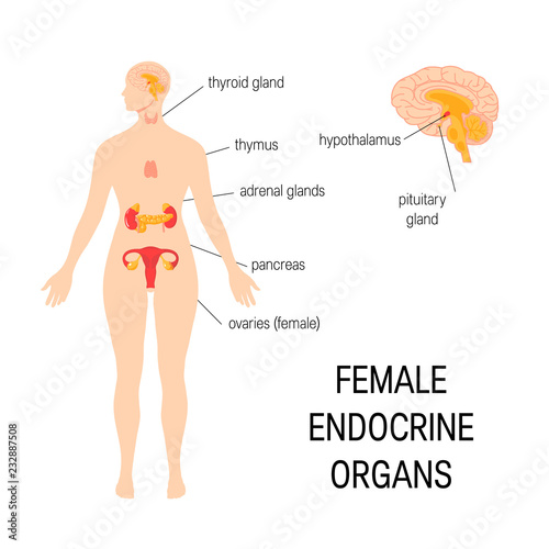 Female endocrine organs. Simple vector infographic in flat style