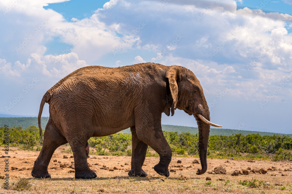Fototapeta premium Elephant in the Addo Elephant National Park