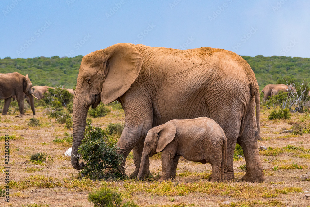Fototapeta premium Słoń w Parku Narodowym Elephant Addo