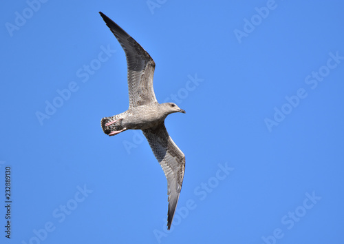 優雅に飛ぶカモメ