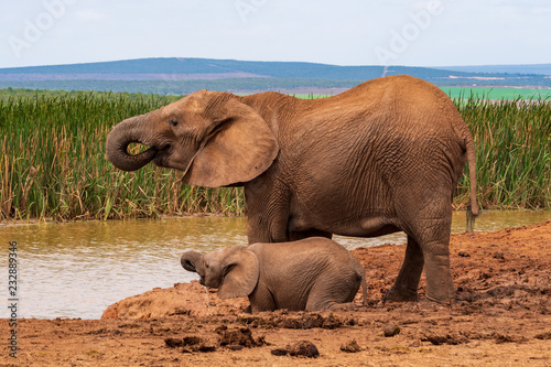 Elephant in the Addo Elephant National Park