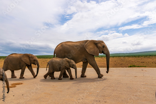 Elephant in the Addo Elephant National Park