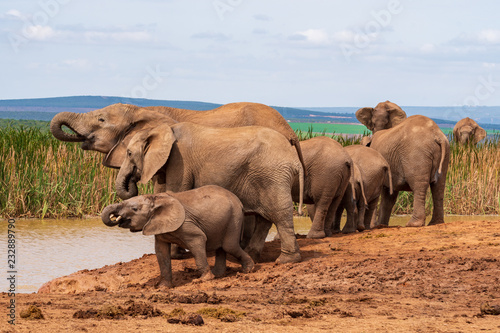 Drinking elephant family