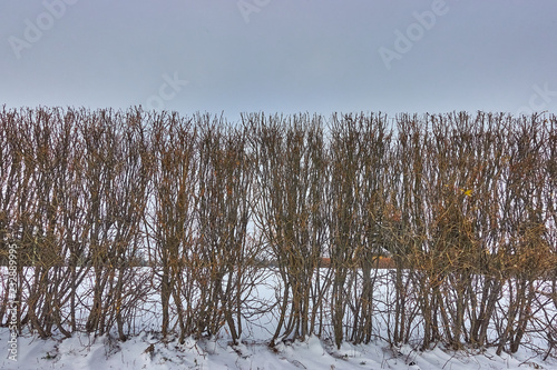An old hedge late fall with snow in the field