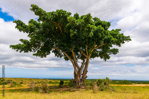 Marula tree in the Addo Elephant National Park