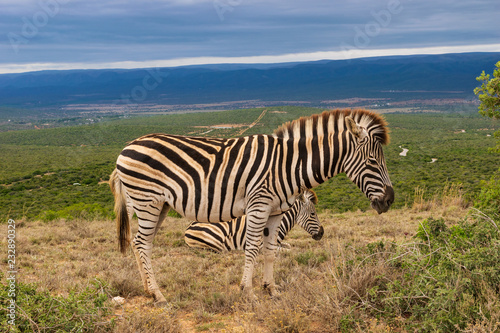 Zebra in the Addo Elephant National Park