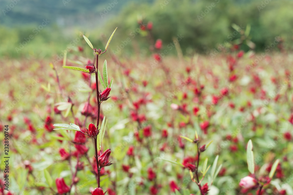 red roselle flowers