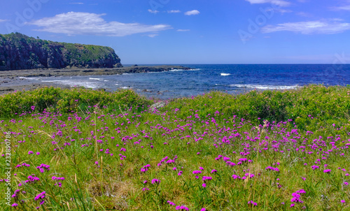 View across wild flowers on a section of the Kiama to Gerringong Coastal Walk excellent for native wildlife and whale watching NSW, Australia.