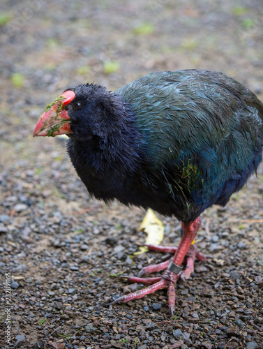 Grubby Pukeko