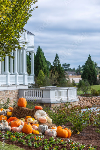 Pumpkins in garden