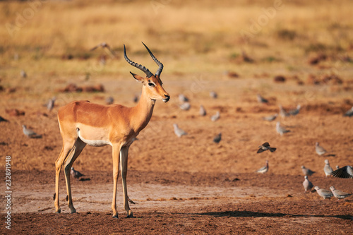 Foto Beautiful impala male, Aepyceros melampus.
