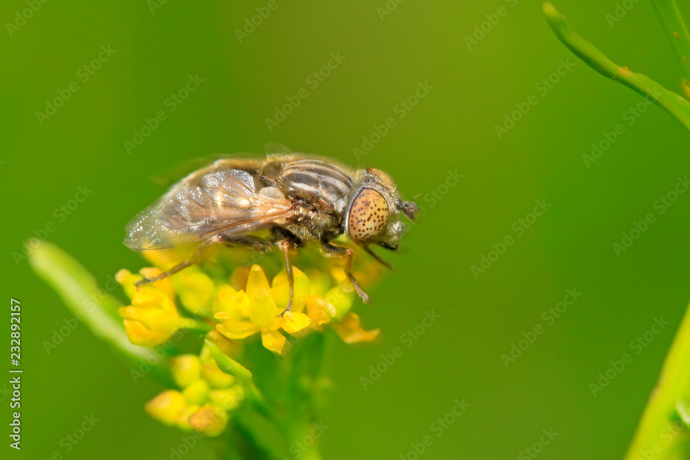 Fototapeta premium syrphidae