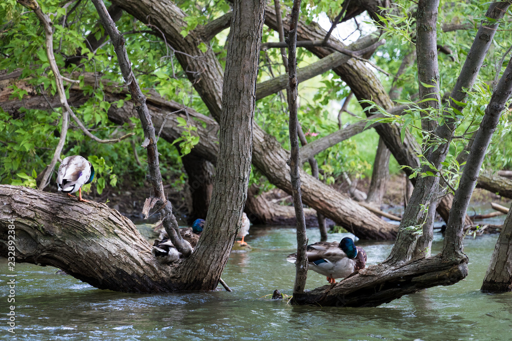 Fototapeta premium Ducks in tree branches.