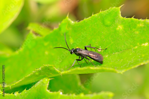 Black insects rest on plant leaf © zhang yongxin