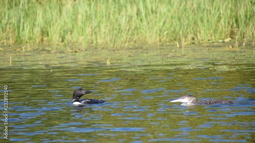 Loons swimming in the water