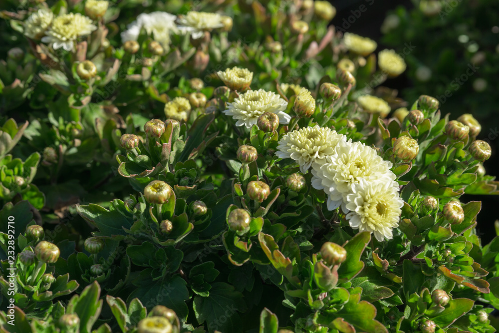 Colorful chrysanthemums growing in the garden Colorful chrysanthemums growing in the garden