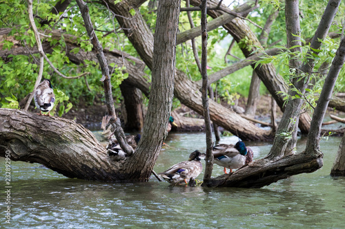 Ducks in tree branches