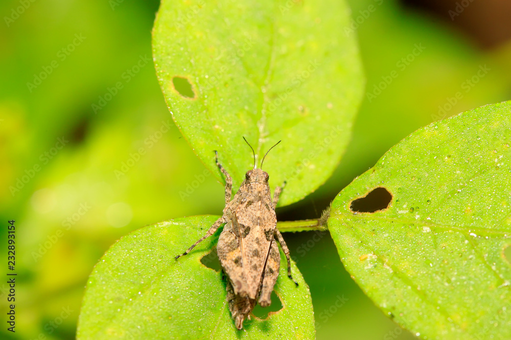 locust locust