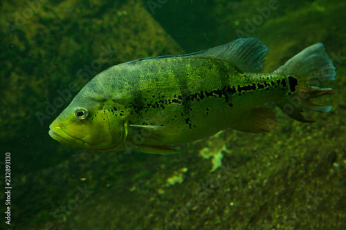  Peacock bass  Cichla Melaniae Xingu .