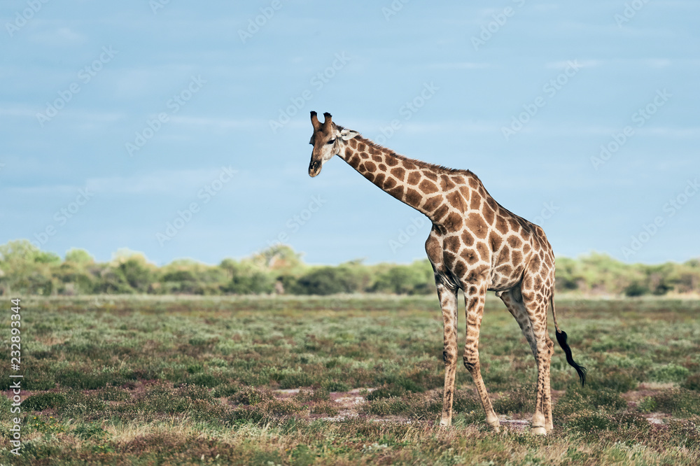 Fototapeta premium Geraffe (Giraffa camelopardalis) in the african savannah.