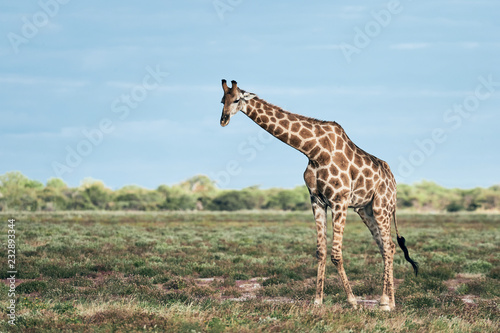 Geraffe  Giraffa camelopardalis   in the african savannah.