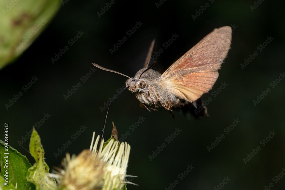 Obraz premium Hummingbird hawk-moth (Macroglossum stellatarum) hovering in front of blossom