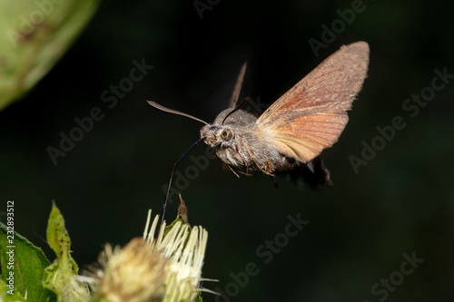 Hummingbird hawk-moth (Macroglossum stellatarum) hovering in front of blossom