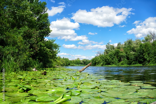 Tableau sur toile Scenic view of the Dnieper River, leaves of lilies and green forest against the