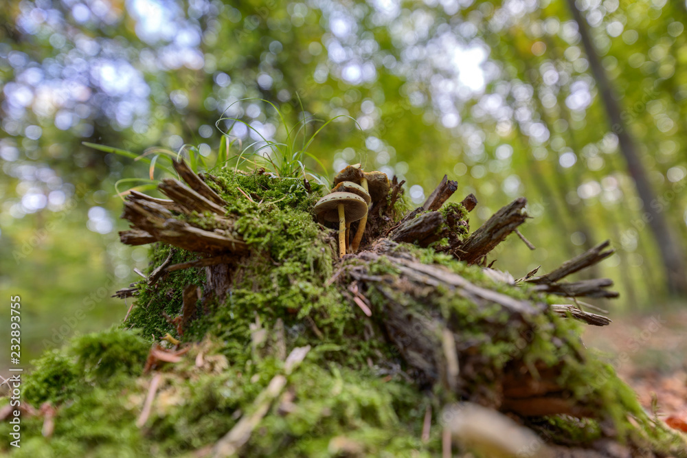 Mushrooms growing on old tree stump in the woods viewed from a low angle