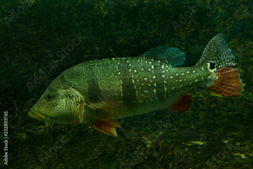 Speckled pavon, speckled peacock bass, painted pavon, three-barred peacock bass (Cichla temensis).