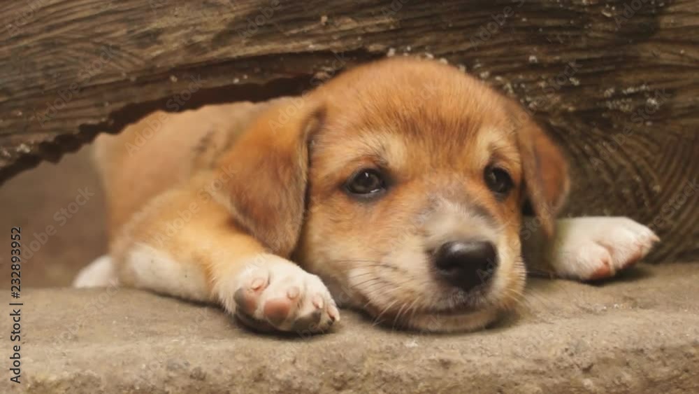 Young adorable brown puppy peeping through wood hole. close up Young adorable brown puppy peeping through wood hole. close up