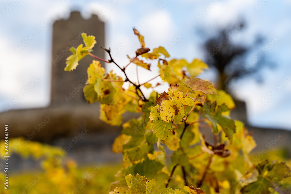Autumn vine leaves with blurry castle in the background Autumn vine leaves with blurry castle in the background