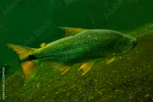 Fotografia Salminus brasiliensis (dourado, dorado, golden dorado, river tiger, jaw characin)