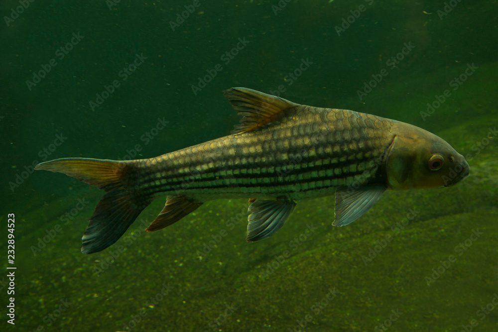 Jullien's golden carp (Probarbus jullieni). Jullien's golden carp (Probarbus jullieni).