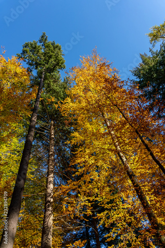 Looking up the trees with vibrant autumn colors into a blue sky