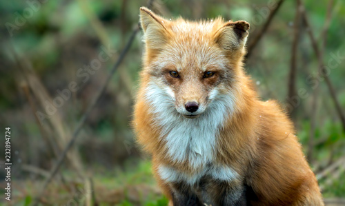 Wallpaper Mural Red fox in the forest Torontodigital.ca