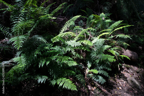Natural forest ferns with shadows and lighting