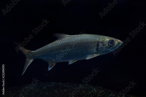 Indo-Pacific tarpon, oxeye herring, herring (Megalops cyprinoides).