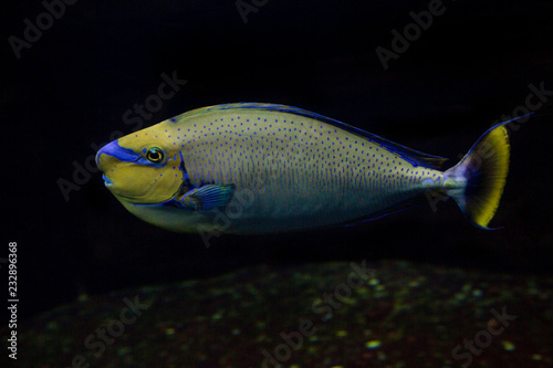 Bignose unicornfish (Naso vlamingii). photo