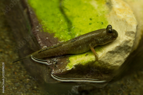 Pearse's mudskipper (Periophthalmus novemradiatus). photo