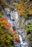 白山ホワイトロードの紅葉と滝