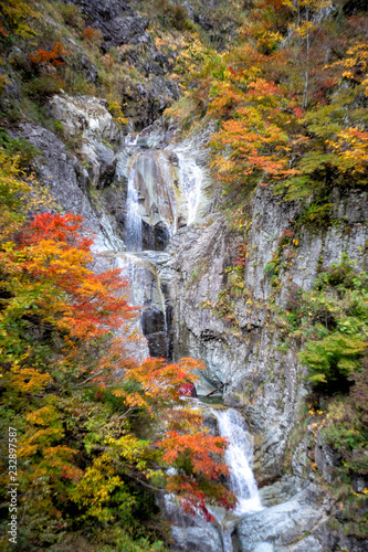 Fototapeta Naklejka Na Ścianę i Meble -  白山ホワイトロードの紅葉と滝