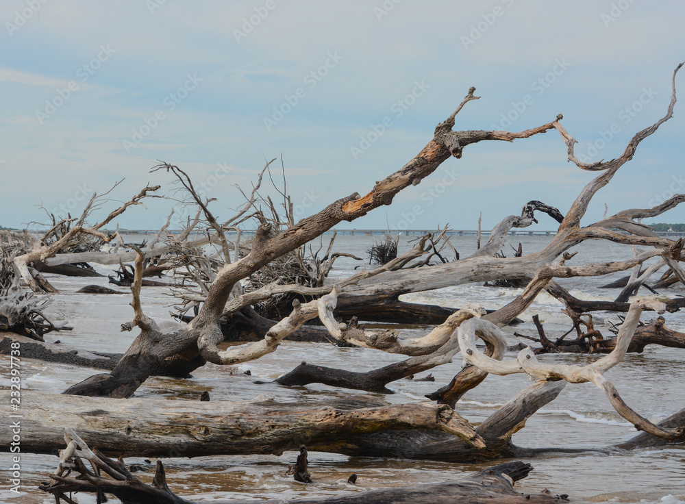 Driftwood Beach,Big Talbot Island State Park,Duval county,Atlantic Ocean,Florida Driftwood Beach,Big Talbot Island State Park,Duval county,Atlantic Ocean,Florida