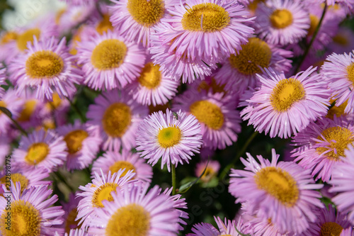 Beautiful blooming flowers in garden  summer background