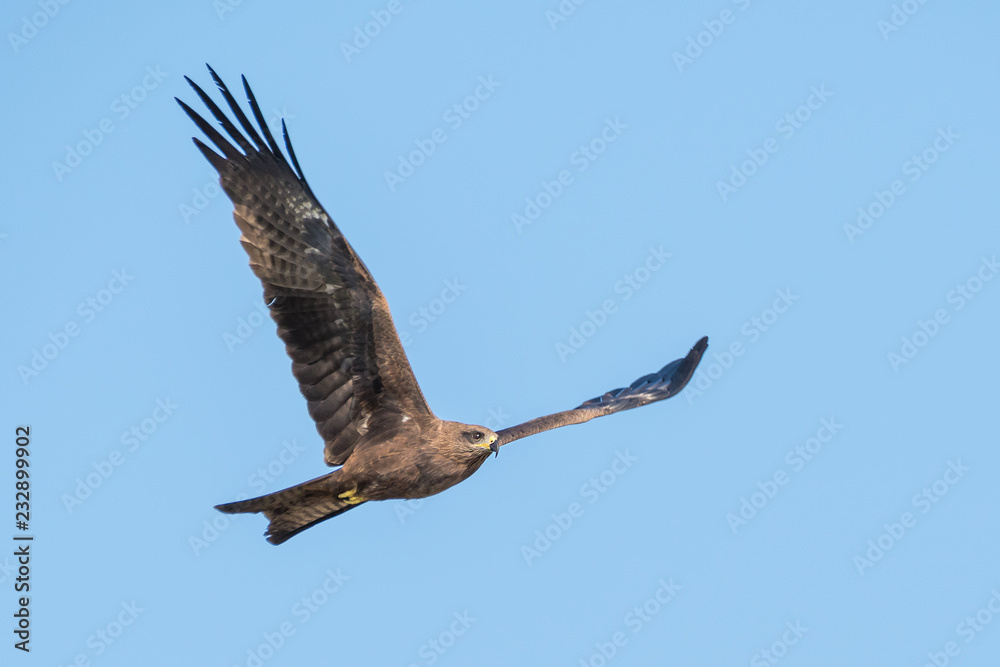 Black-eared Kite flying on the blue sky, Thailand