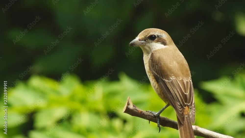 Pirok Pirok bird perch on Twig. close up Pirok Pirok bird perch on Twig. close up