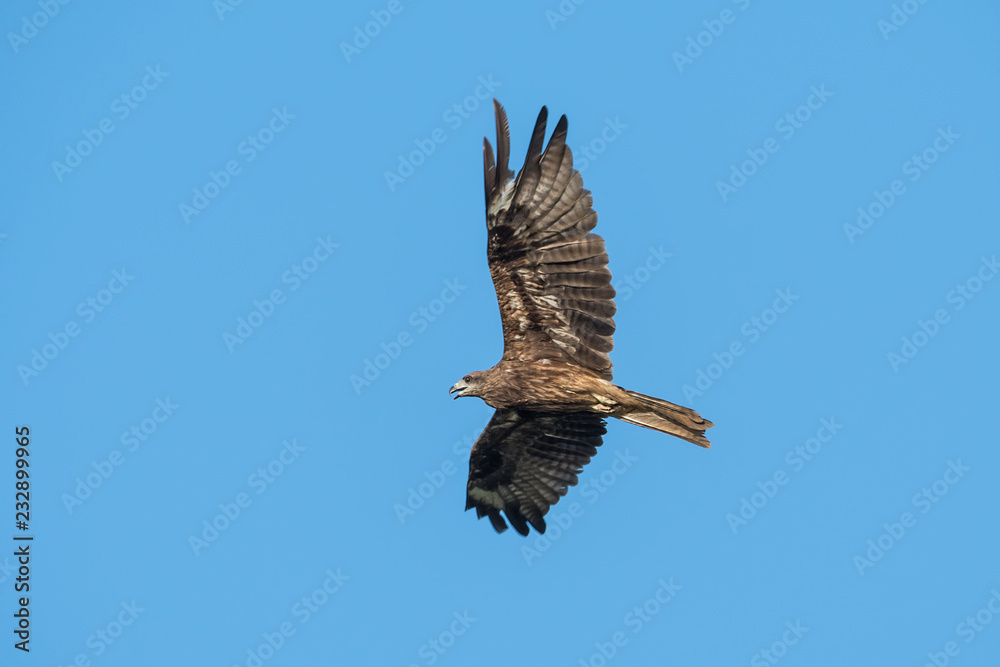 Black-eared Kite flying on the blue sky, Thailand Black-eared Kite flying on the blue sky, Thailand